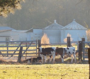 Holstein Cows                          