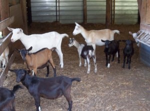Dairy Goats        