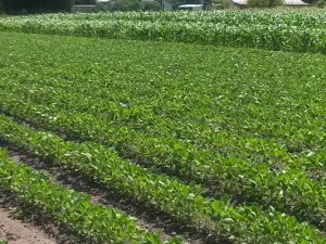 Soybean crop                    