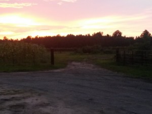 Sunset at the Farm                    