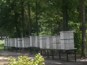 Beehives                   