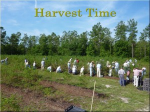Harvest Time      