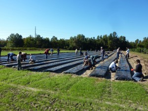 Planting Strawberries for our Neighbor                                           