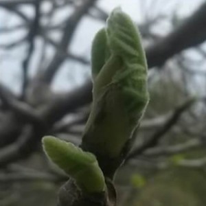 Budding of the Fig Trees - March 2016           